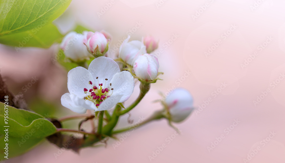 Macro shot of white cherry flowers isolated on blur background.
