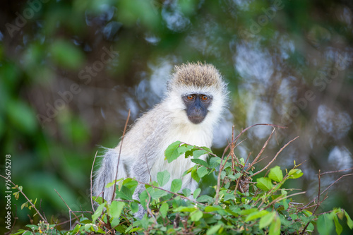 Vervet Monkey, ( Cercopithecidae ), sitting on shrub, with big shinny eyes, Masai Mara, Kenya, Africa photo