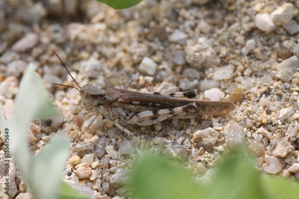 Eusphingonotus japonicus grasshopper in Japan Eusphingonotus japonicus grasshopper in Japan