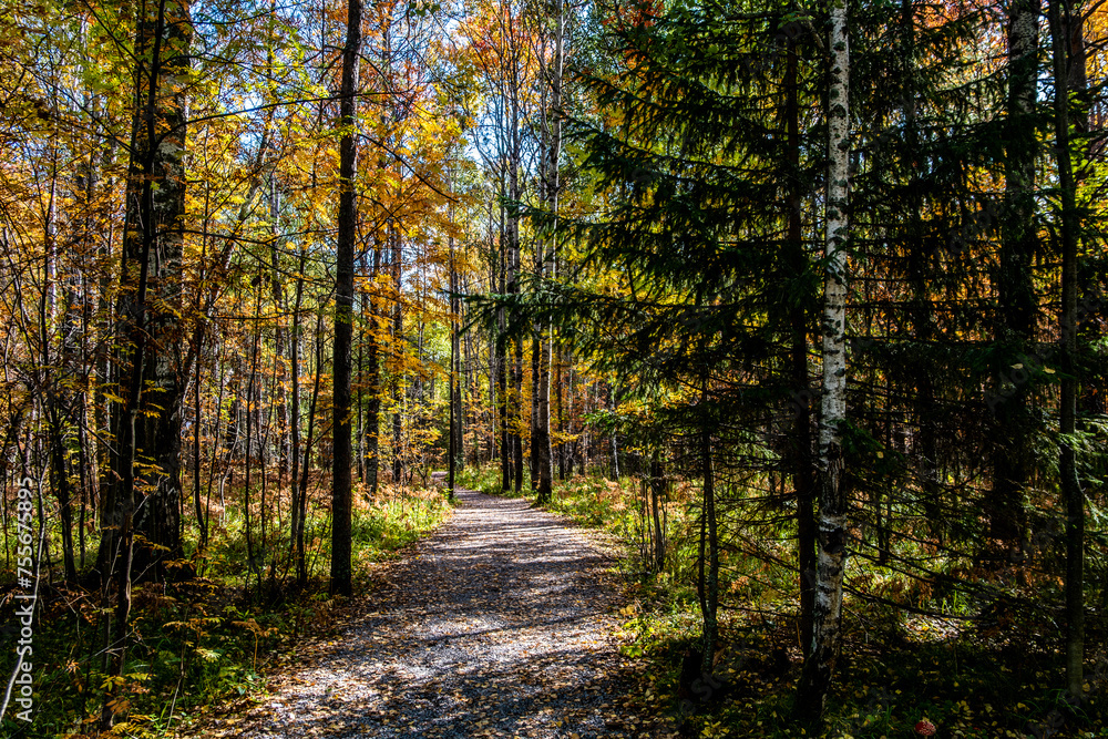 A walking path in the autumn forest.
