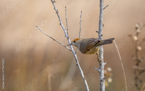 A rufous-capped warbler exhibits its natural grace, perching attentively on a bare twig amid a softly blurred natural field background photo