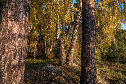 A walking path in the autumn forest. © Сергей Лаврищев