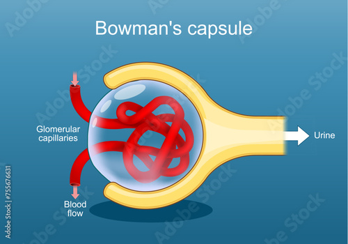 Nephron structure. Cross section of a Bowman's capsule