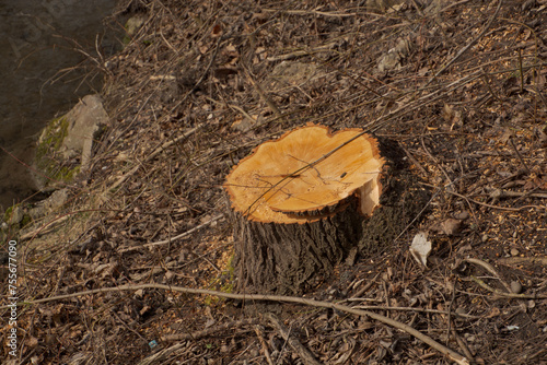 fresh tree stump after felling for tree care in spring