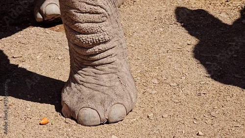 Closeup of the big feet of an asiatic elephant photo