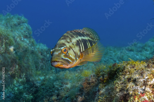 A Nassau grouper with distinctive stripes floats serenely among the coral reefs of the clear Atlantic, its gaze captured mid-motion photo