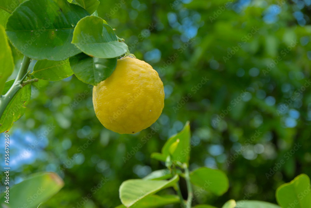 A ripe yellow lemon on a tree branch with green leaves, close-up of the natural fruit.