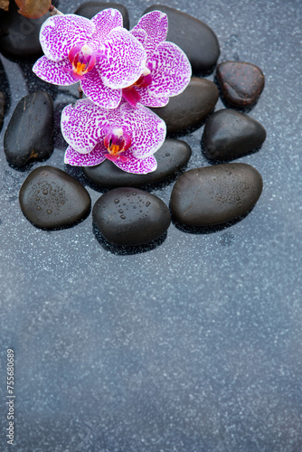 Black spa stone and pink orchid flowers on the gray table background.