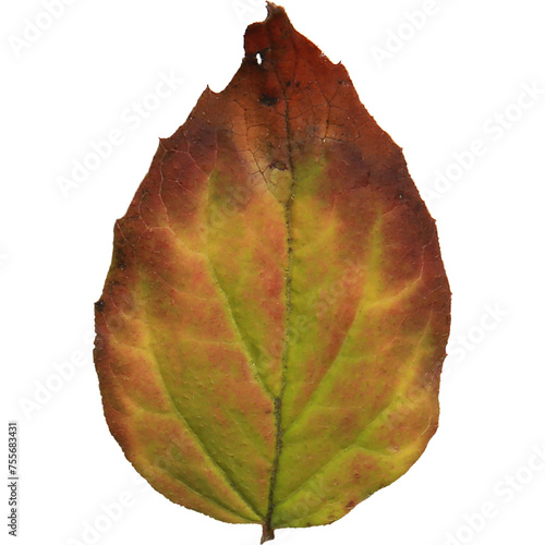 An unique concept of isolated autumn leaf on plain background , very suitable to use in mostly plant project.