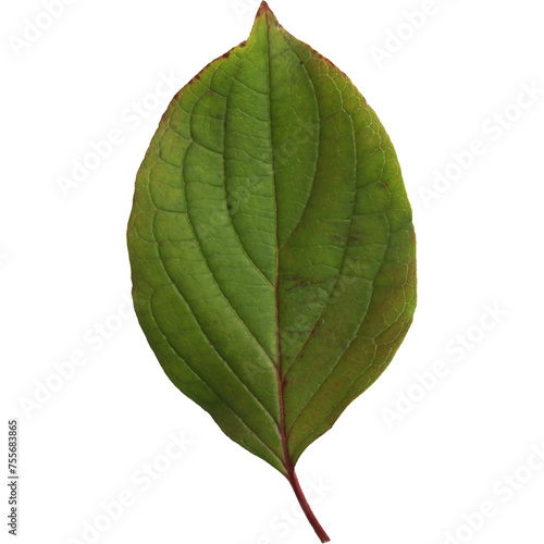 An unique concept of isolated spring leaf on plain background   very suitable to use in mostly plant project.