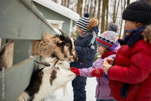 Three children feed goats with bread in winter outdoor