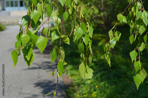 Close up  on young birch tree leaves in spring.