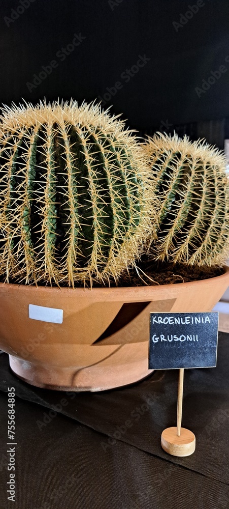A cactus with the specified name kroenleinia grusonii in a pot - obrazy, fototapety, plakaty 