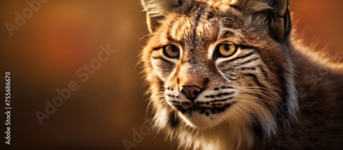 close up photo lynx eyes and face