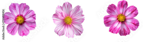 Cosmos flower isolated on white background 