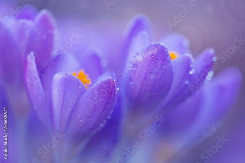 Close-up of a purple Crocus flower on blur background