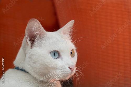 Khao manee Cat have diamond 2 colors on the eyes in nature background.
