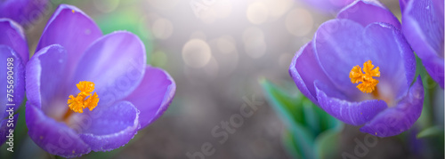 Easter background with purple flowering crocus isolated .