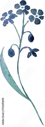 WALD Vergissmeinnicht - forget Me Not Aquarell