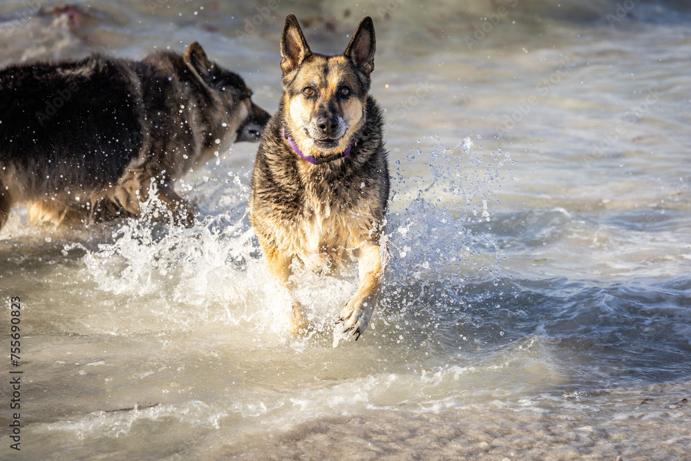 German Shepard dog running in water German Shepard dog running in water