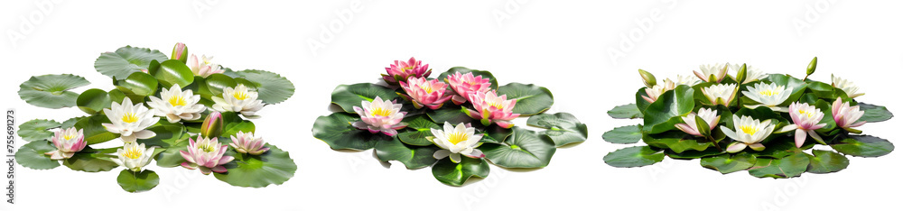 group of blooming floating water lilies, png file of isolated isolated on white background 