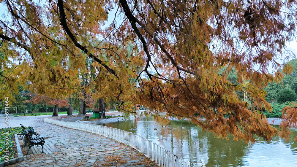 colorful autumn in Danube park in Novi Sad