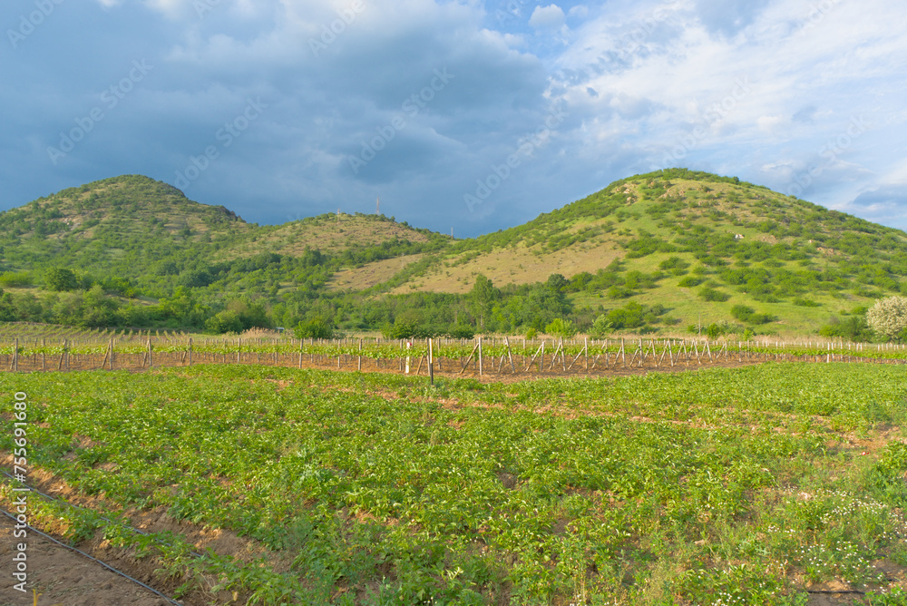 Green vineyards at the foot of the mountains, farming in early spring.