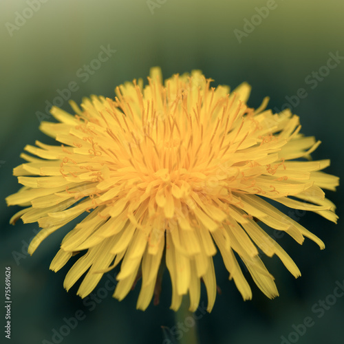 Macro photo of a yellow dandelion flower .
