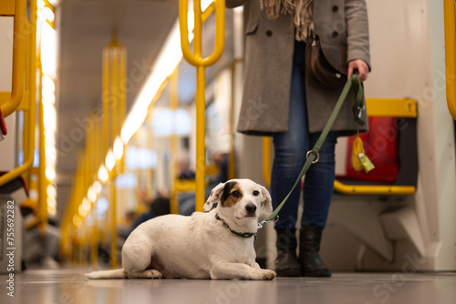 White dog on a leash in public transport