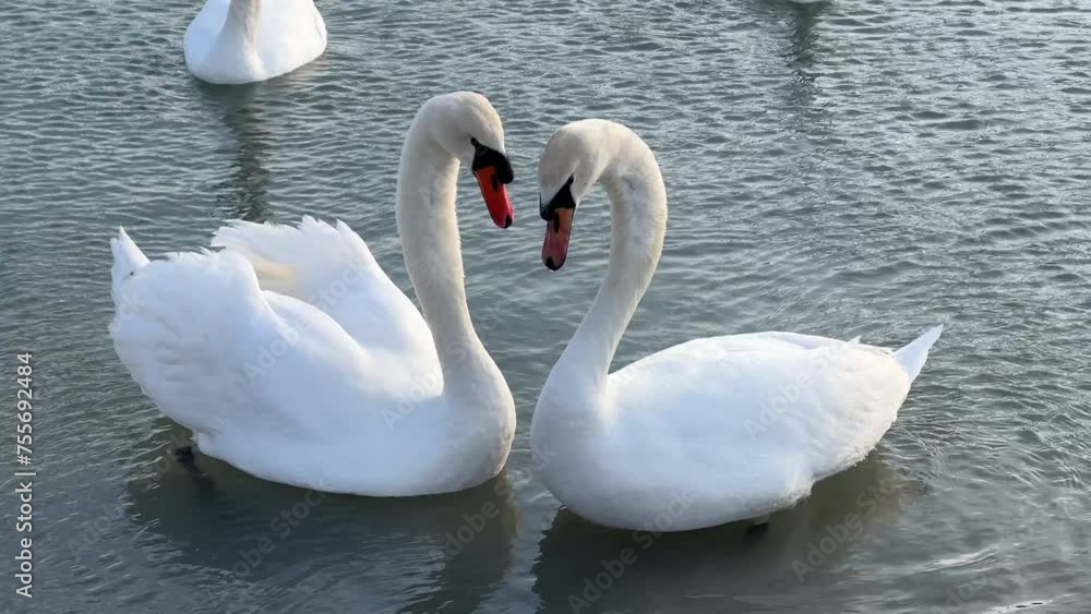 Two swans rub their noses, from time to time their necks form a heart Two swans rub their noses, from time to time their necks form a heart