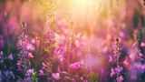 wild meadow pink flowers on morning sunlight background. Autumn field background