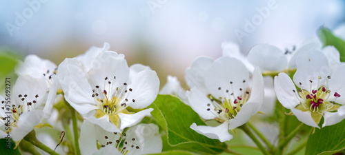 Beautiful spring pear tree blossoms against a blurred background.