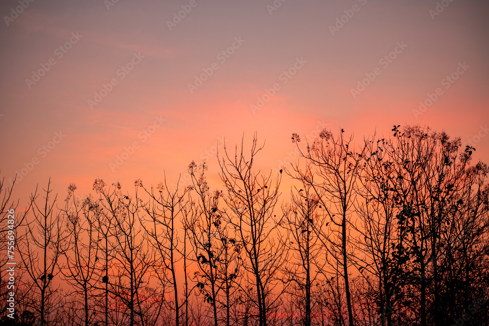 Branch of a tall tree in the evening at sunset on a orange hot sky background, Summer, spring season Branch of a tall tree in the evening at sunset on a orange hot sky background, Summer, spring season