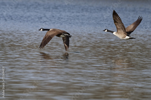  bernache du canada - Branta canadensis ©  - Erick M - 