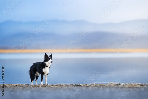 A black and white border collie stands against a background of a blue lake and mountains on a cloudy day and looks thoughtfully to the right. Dog against the background of nature photo