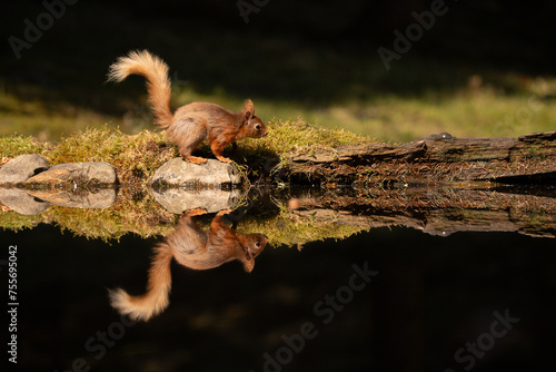 Red Squirrel in woodland pool with relection.