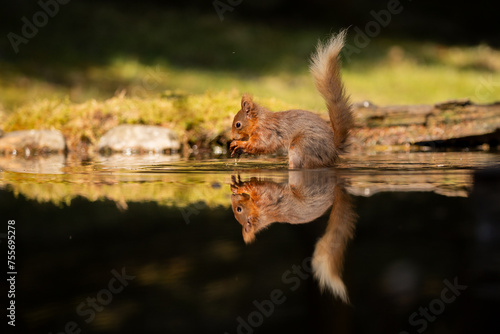 Red Squirrel in woodland pool with relection. © RitchNunn