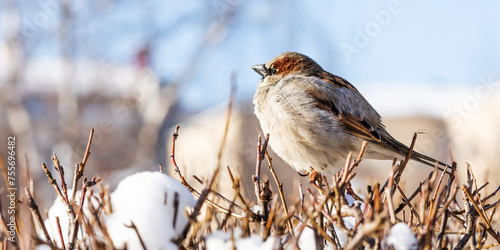 House sparrow fluffing up its feathers sits on a branch during the winter cold. Passer domesticus, sparrow family Passeridae. Male bird