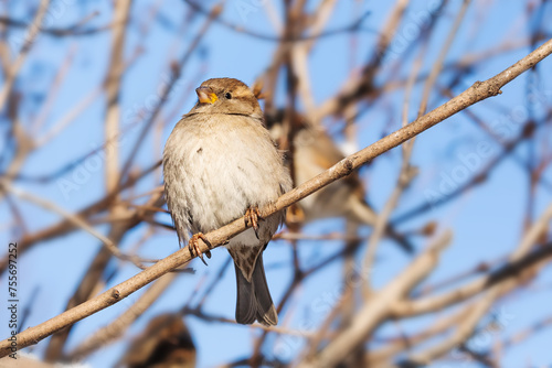 House sparrow fluffing up its feathers sits on a branch during the winter cold. Passer domesticus, sparrow family Passeridae. Female bird