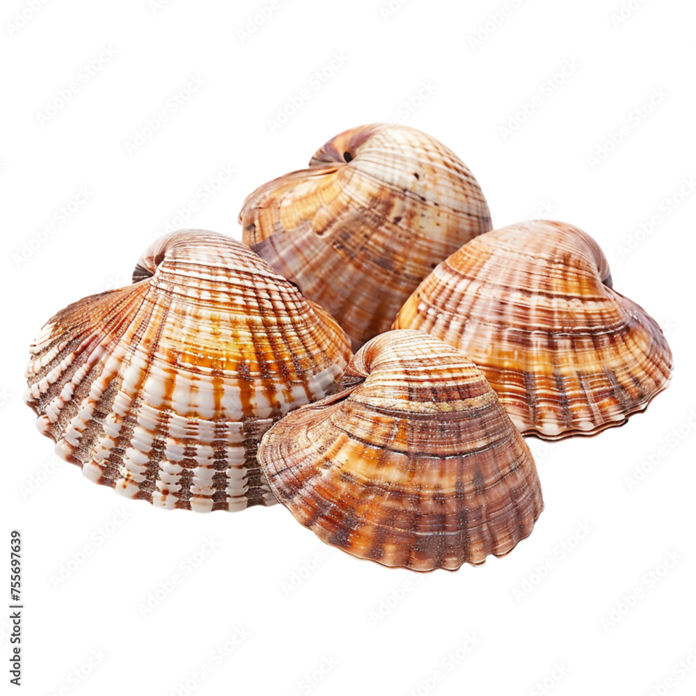 cockles shellfish on transparent background cockles shellfish on transparent background