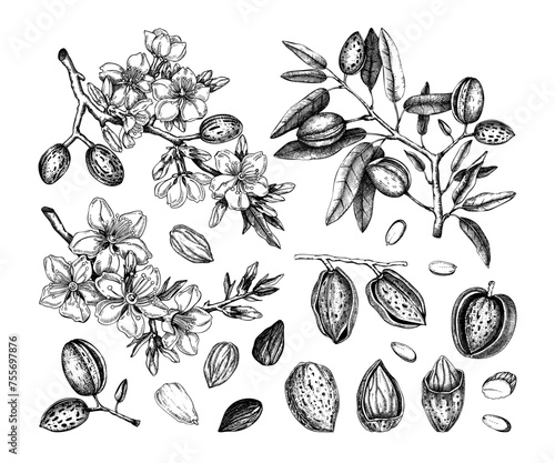 Almond nut sketches set. Hand-drawn vector illustrations. Vintage design with blooming branches, flowers, nuts, and leaves for print. NOT AI generated