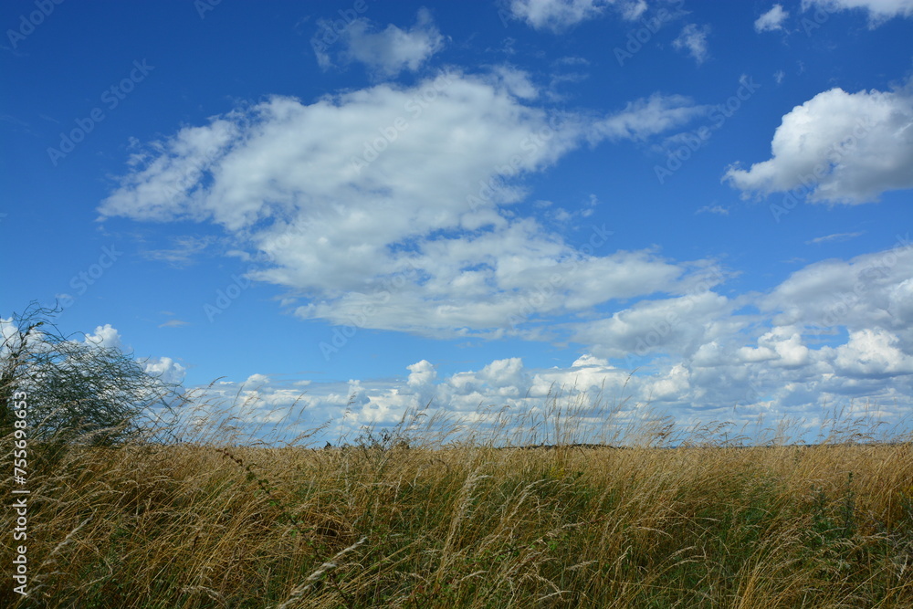 Graslandschaft unter blauem Himmel