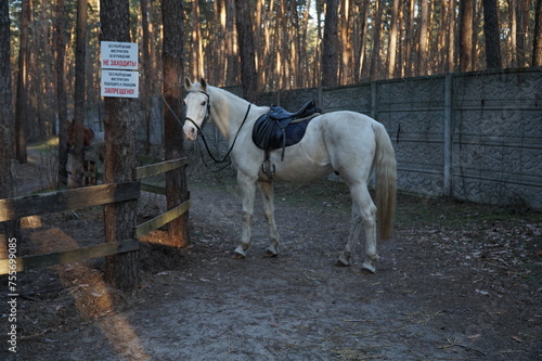 A large white horse is grazing on a horse farm.