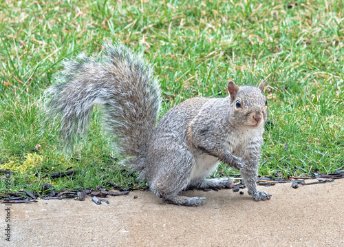 Eastern Gray Squirrel with Wet Paws