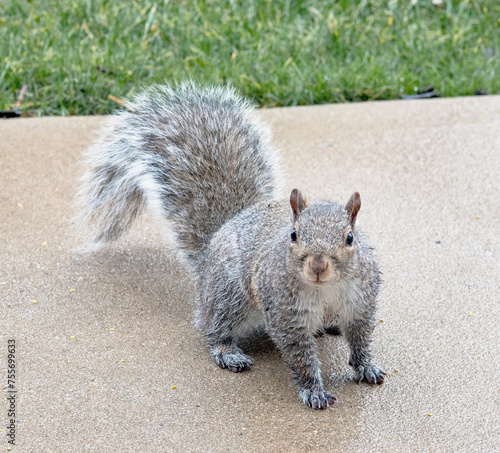 Eastern Gray Squirrel with wet paws and legs after rain.
