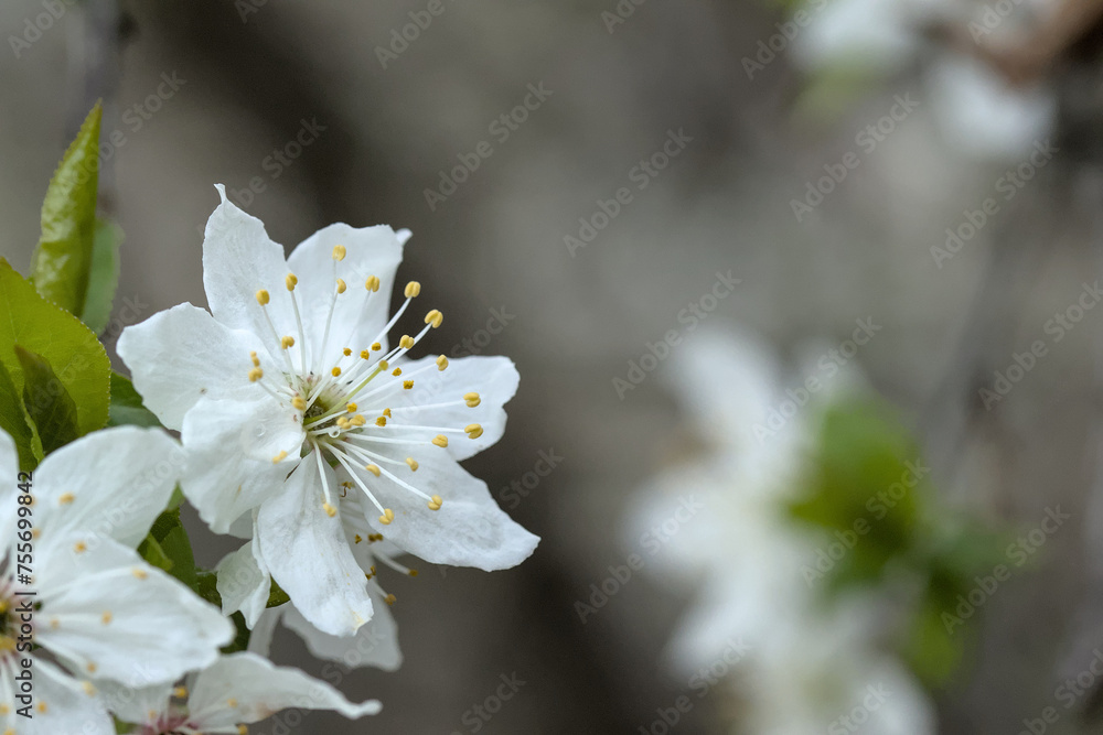 small white flower photographed close up small white flower photographed close up