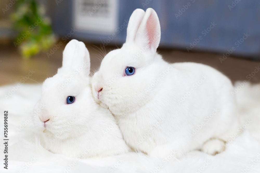 Fototapeta premium Two cute white fluffy rabbits or bunnies