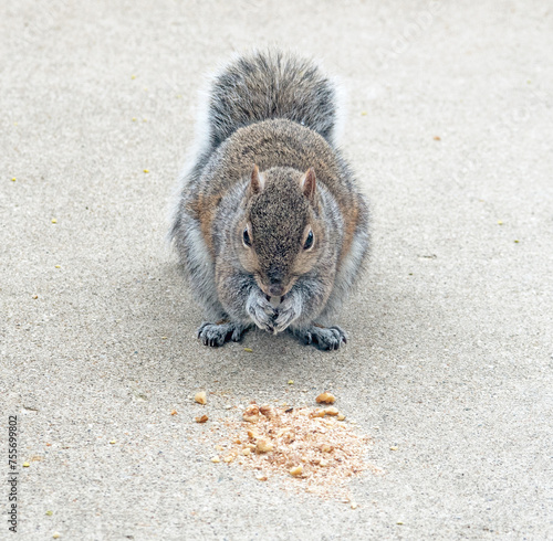Eastern Gray Squirrel Nibbling on Walnuts