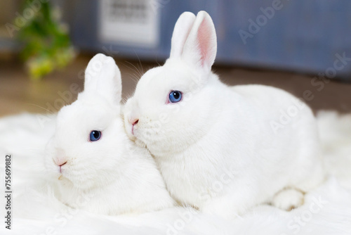 Two cute white fluffy rabbits or bunnies