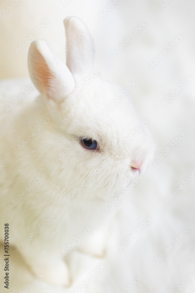 Two cute white fluffy rabbits or bunnies Two cute white fluffy rabbits or bunnies